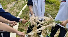 除草护绿践初心，清新校园共奋进--- 贺阳高级中学爱校实践活动
